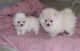 American Eskimo Dog Puppies for sale in Atlanta, GA, USA. price: NA