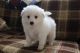 American Eskimo Dog Puppies for sale in Canton, OH, USA. price: NA