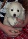 American Eskimo Dog Puppies for sale in Ayden, NC 28513, USA. price: NA