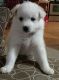 American Eskimo Dog Puppies for sale in Indianapolis, IN, USA. price: NA