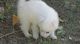 American Eskimo Dog Puppies for sale in Garden City, NY, USA. price: NA