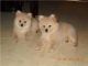 American Eskimo Dog Puppies for sale in Alberta Ave, Staten Island, NY 10314, USA. price: NA