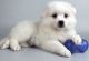 American Eskimo Dog Puppies for sale in Seattle, WA 98103, USA. price: NA