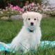 American Eskimo Dog Puppies for sale in Hamilton, OH, USA. price: NA