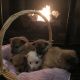American Eskimo Dog Puppies for sale in Chesterfield Township, MI, USA. price: $400