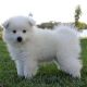 American Eskimo Dog Puppies for sale in Campus Drive, Stanford, CA 94305, USA. price: NA
