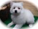 American Eskimo Dog Puppies for sale in Hammond, IN, USA. price: NA