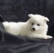 American Eskimo Dog Puppies for sale in Cambridge, MA, USA. price: NA