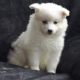 American Eskimo Dog Puppies for sale in Carlsbad, CA, USA. price: NA