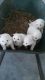 American Eskimo Dog Puppies for sale in Adair, OK, USA. price: NA