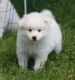 American Eskimo Dog Puppies for sale in Tecate, CA 91987, USA. price: NA