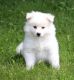 American Eskimo Dog Puppies for sale in Jacksonville, FL 32238, USA. price: NA