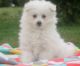 American Eskimo Dog Puppies for sale in Jacksonville, FL, USA. price: NA