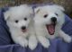 American Eskimo Dog Puppies for sale in California St, San Francisco, CA, USA. price: NA