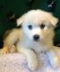 American Eskimo Dog Puppies for sale in Spring, TX 77373, USA. price: NA