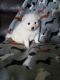 American Eskimo Dog Puppies for sale in Port St Lucie, FL 34983, USA. price: NA