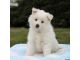 American Eskimo Dog Puppies for sale in TX-249, Houston, TX, USA. price: NA