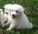 American Eskimo Dog Puppies for sale in 1500 Valencia St, San Francisco, CA 94110, USA. price: NA