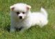 American Eskimo Dog Puppies for sale in Green Bay, WI, USA. price: NA