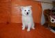 American Eskimo Dog Puppies for sale in Philadelphia, PA, USA. price: NA
