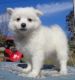 American Eskimo Dog Puppies for sale in Vancouver, BC, Canada. price: NA