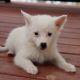 American Eskimo Dog Puppies for sale in Canton, OH, USA. price: NA