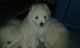 American Eskimo Dog Puppies for sale in Oak Ridge, TN 37830, USA. price: NA