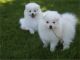 American Eskimo Dog Puppies for sale in Washington Ave, St. Louis, MO, USA. price: NA