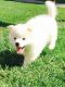 American Eskimo Dog Puppies for sale in Rosedale, MS 38769, USA. price: NA