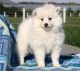 American Eskimo Dog Puppies for sale in Monticello, AR 71655, USA. price: $650