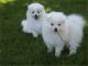 American Eskimo Dog Puppies for sale in Birmingham, AL, USA. price: NA