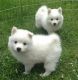 American Eskimo Dog Puppies for sale in Roanoke, VA 24012, USA. price: NA