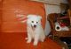 American Eskimo Dog Puppies for sale in Harpersville, AL, USA. price: NA