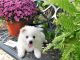 American Eskimo Dog Puppies for sale in Bowman, SC 29018, USA. price: NA