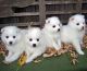 American Eskimo Dog Puppies for sale in Manchester, NH, USA. price: NA