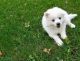 American Eskimo Dog Puppies for sale in Des Plaines, IL, USA. price: $750