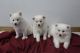 American Eskimo Dog Puppies for sale in Grand Rapids, MI, USA. price: NA