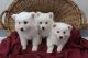 American Eskimo Dog Puppies for sale in San Francisco, CA, USA. price: NA