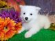 American Eskimo Dog Puppies for sale in Hammond, IN, USA. price: $450