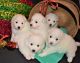 American Eskimo Dog Puppies for sale in Findlay, OH 45840, USA. price: NA