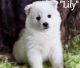 American Eskimo Dog Puppies for sale in Flint, MI 48504, USA. price: NA