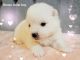 American Eskimo Dog Puppies for sale in Ashley, IN 46705, USA. price: $1,000