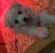 American Eskimo Dog Puppies for sale in Leetonia, OH 44431, USA. price: $400