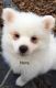 American Eskimo Dog Puppies for sale in Leetonia, OH 44431, USA. price: $425