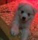 American Eskimo Dog Puppies for sale in Leetonia, OH 44431, USA. price: $225