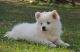 American Eskimo Dog Puppies for sale in Manchester, ME, USA. price: $500