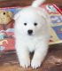 American Eskimo Dog Puppies for sale in Tallahassee, FL, USA. price: NA
