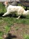 American Eskimo Dog Puppies for sale in Jersey City, NJ, USA. price: NA