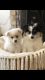 American Eskimo Dog Puppies