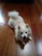 American Eskimo Dog Puppies for sale in Mt Laurel Township, NJ, USA. price: NA